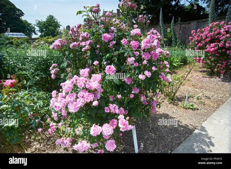 la rose d'ispahan